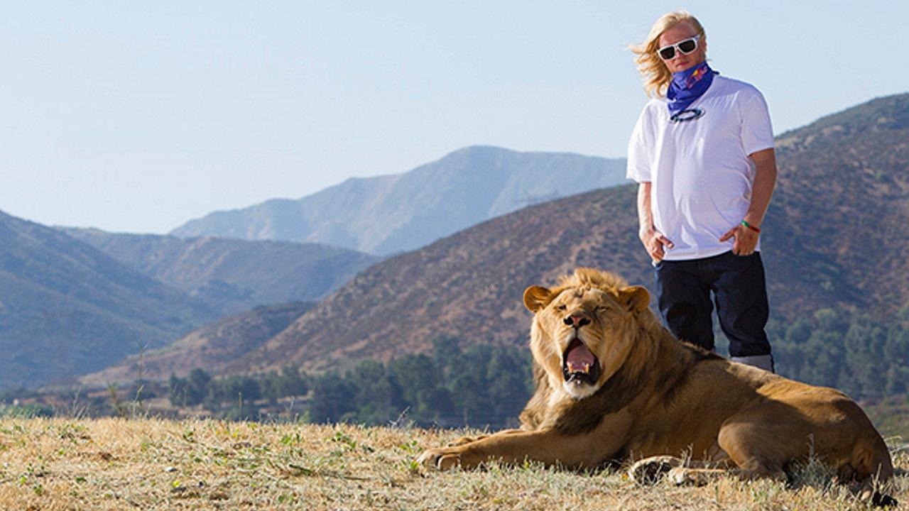 Like A Lion